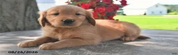 Golden Retriever dogs for sale: Teddy - Ad 4