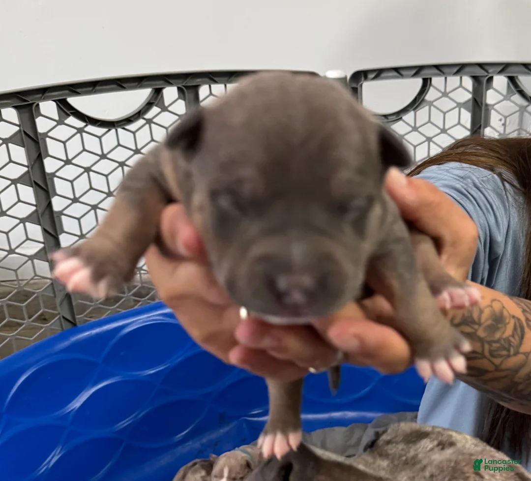 American Bully dogs for sale: Willow - XL American Bully Puppy  - Ad 1