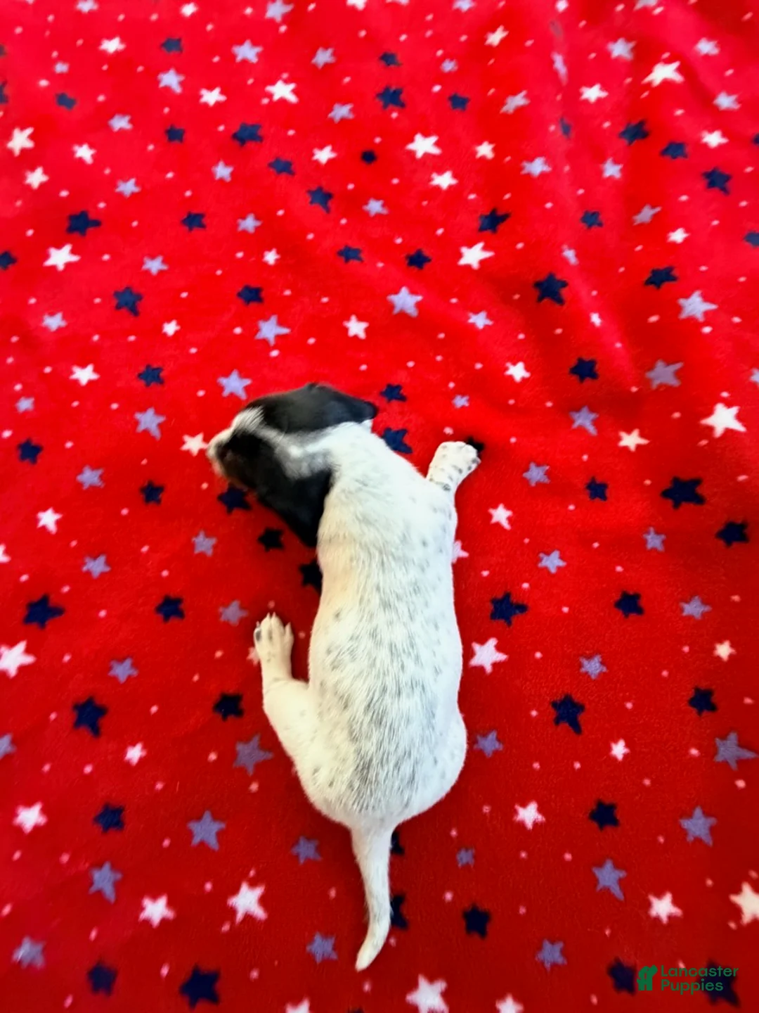 Miniature Dachshund dogs for sale: Luna - Ad 2