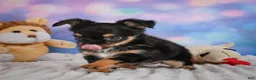Chihuahua dogs for sale: Elvis - Ad 4