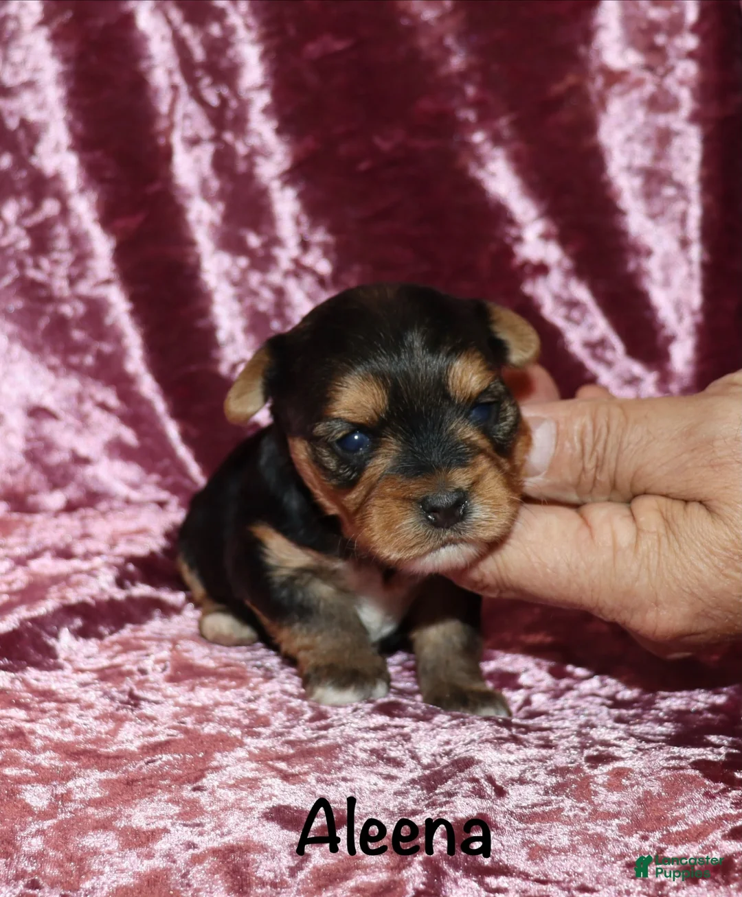 Yorkshire Terrier dogs for sale: Aleena - Ad 1