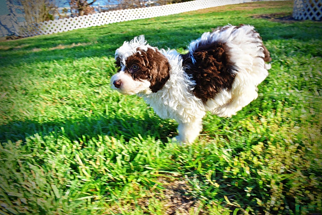 Havapoo dogs for sale: Simba - Ad 18