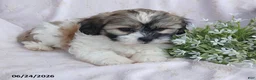 Teddy Bear dogs for sale: Emerald - Ad 7