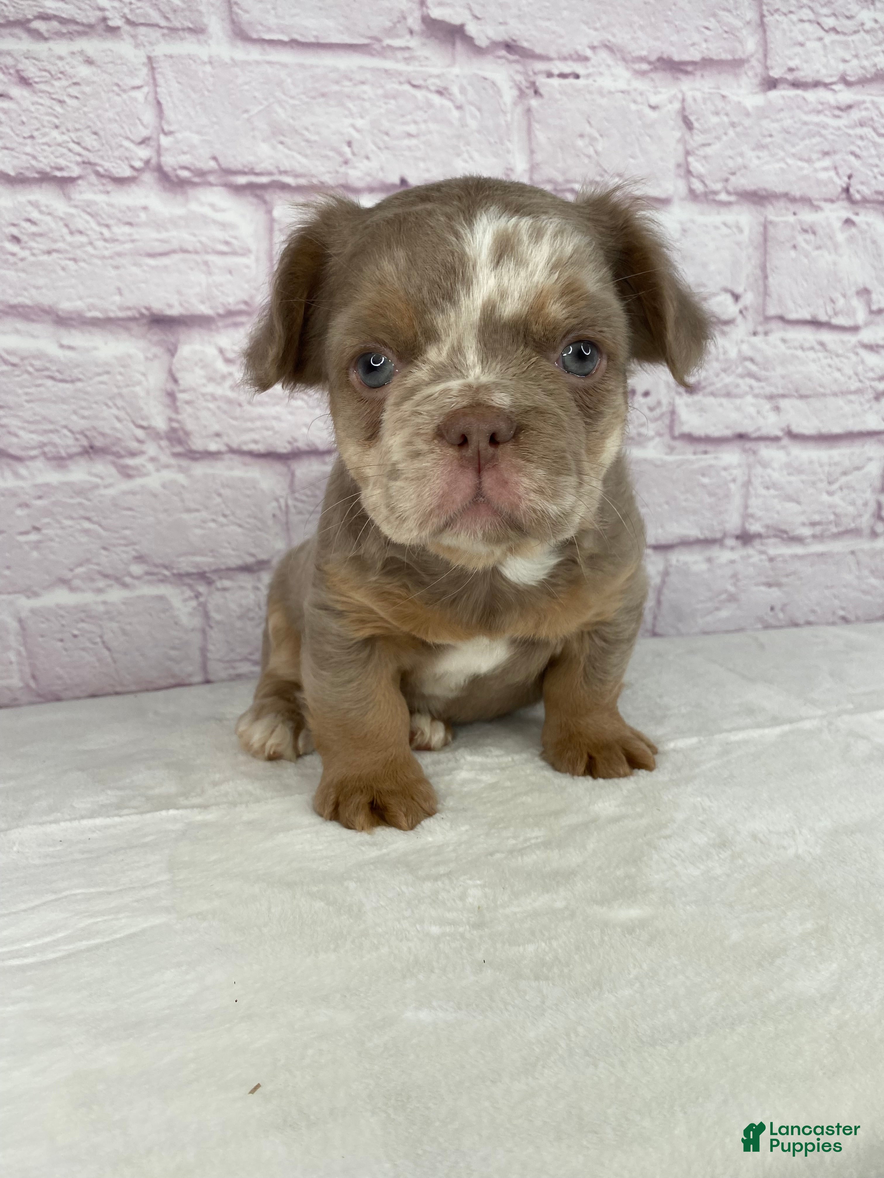 French Bulldog dogs French Bulldog Puppy 1 - Ad 1