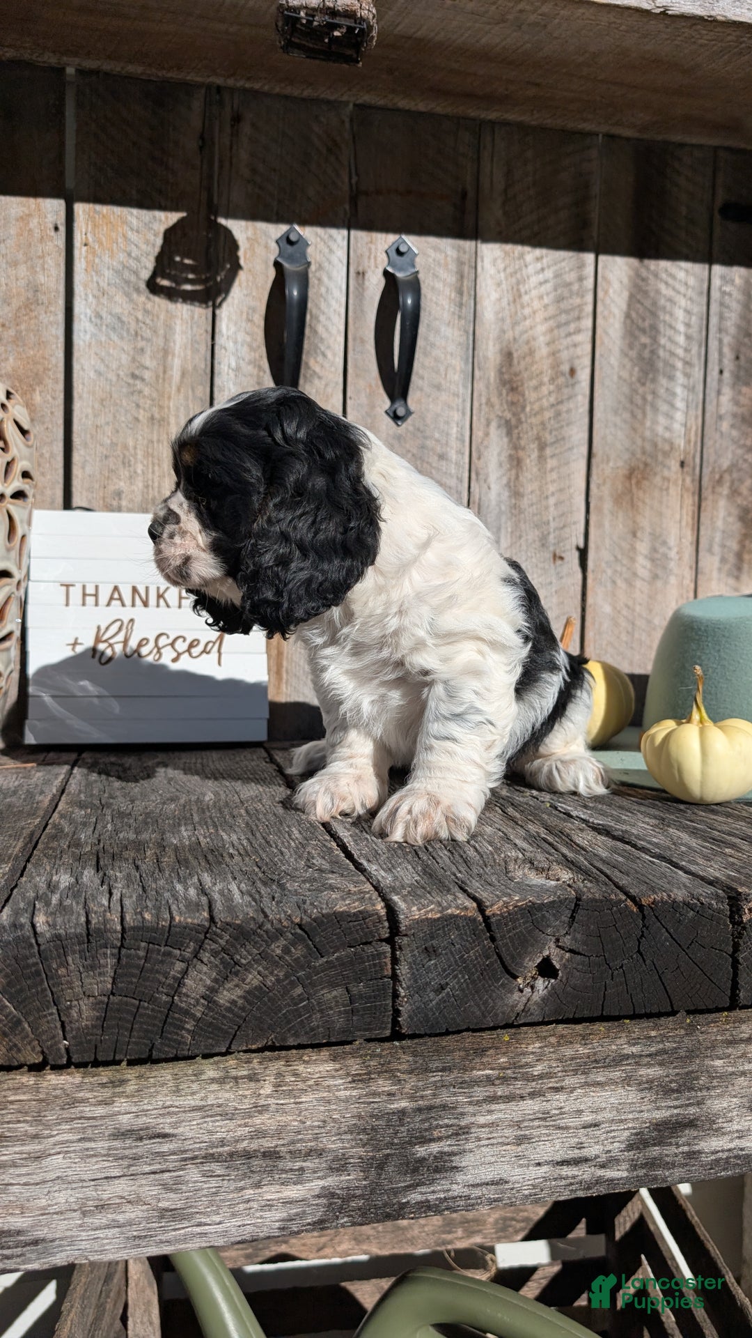 Cocker Spaniel dogs for sale: Rocco - Ad 4