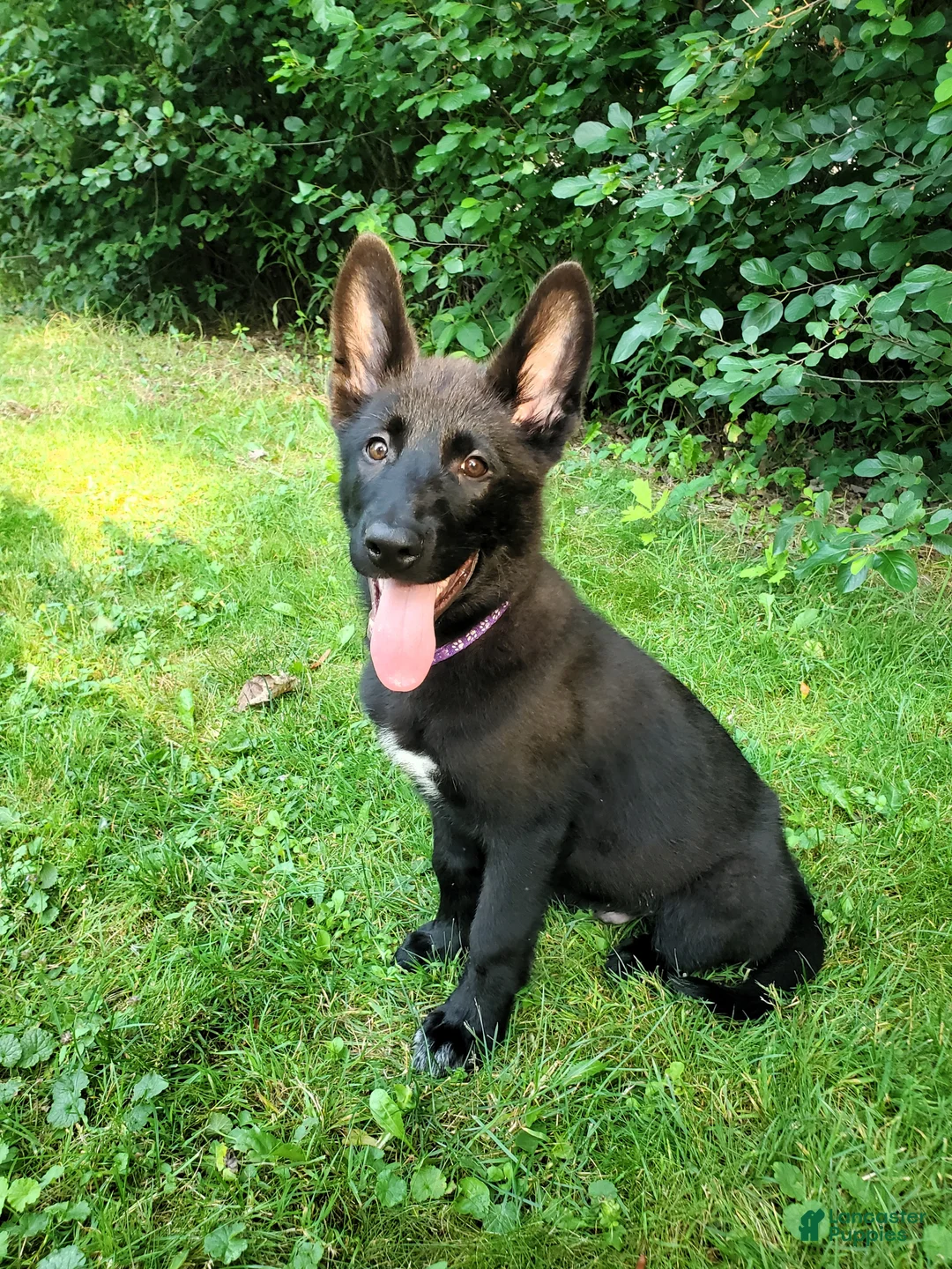 Mixed Breed dogs for sale: Sirius - Ad 1