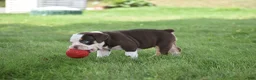 Beabull dogs for sale: Quinn - Ad 5