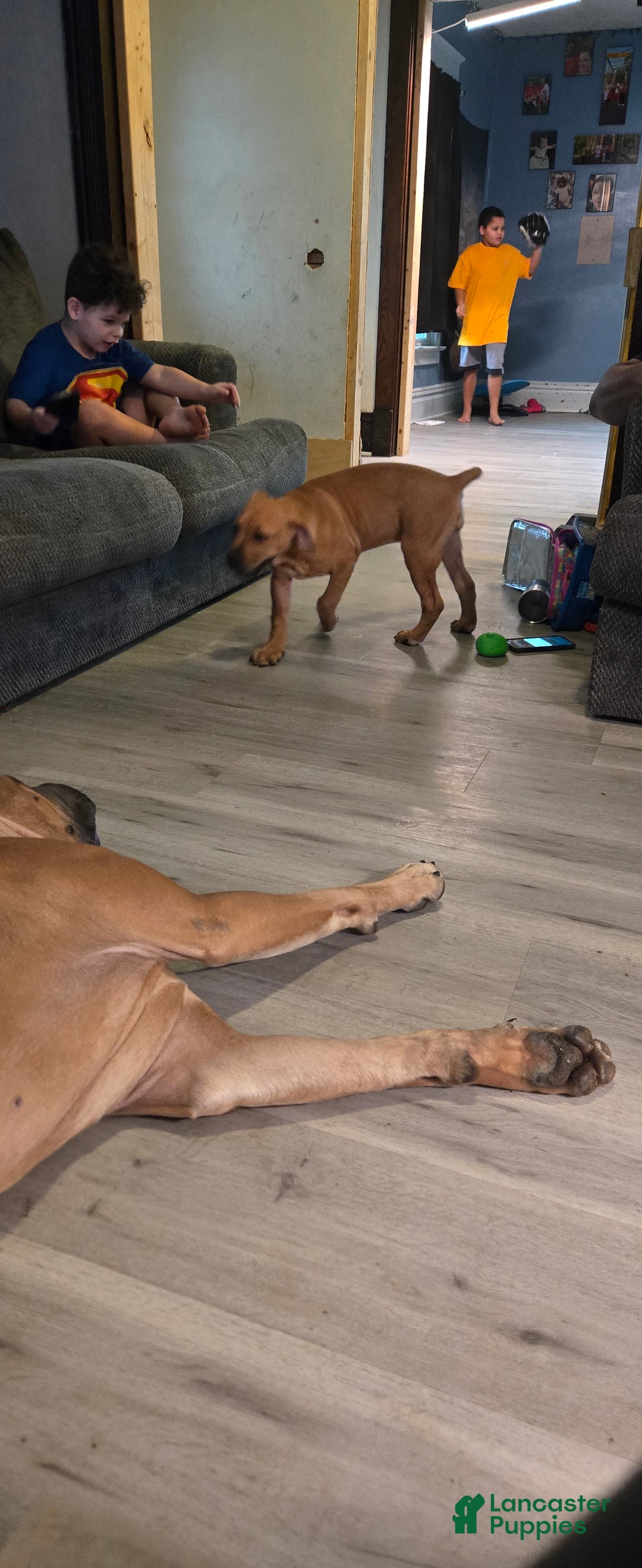 Cane Corso dogs for sale: Cane Corso Puppy 5 - Ad 2