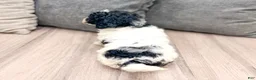 Miniature Poodle dogs for sale: Domino - Ad 6