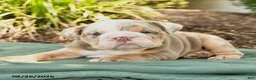 English Bulldog dogs for sale: Summer - Ad 3
