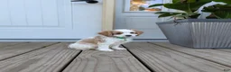 Cavapoo dogs for sale: Phillip  - Ad 11