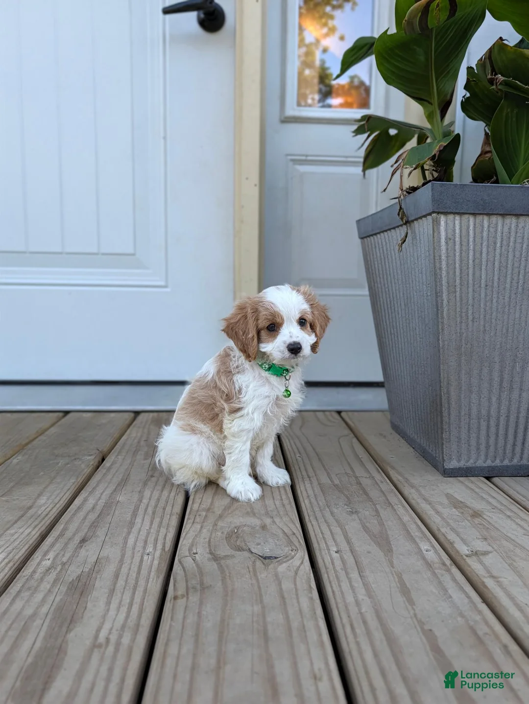Cavapoo dogs for sale: Phillip  - Ad 11