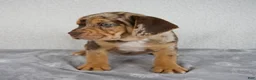 Beabull dogs for sale: Murphy - Ad 7