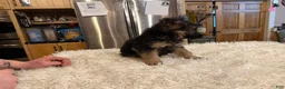 German Shepherd dogs for sale: German Shepherd Puppy 3 - Ad 9