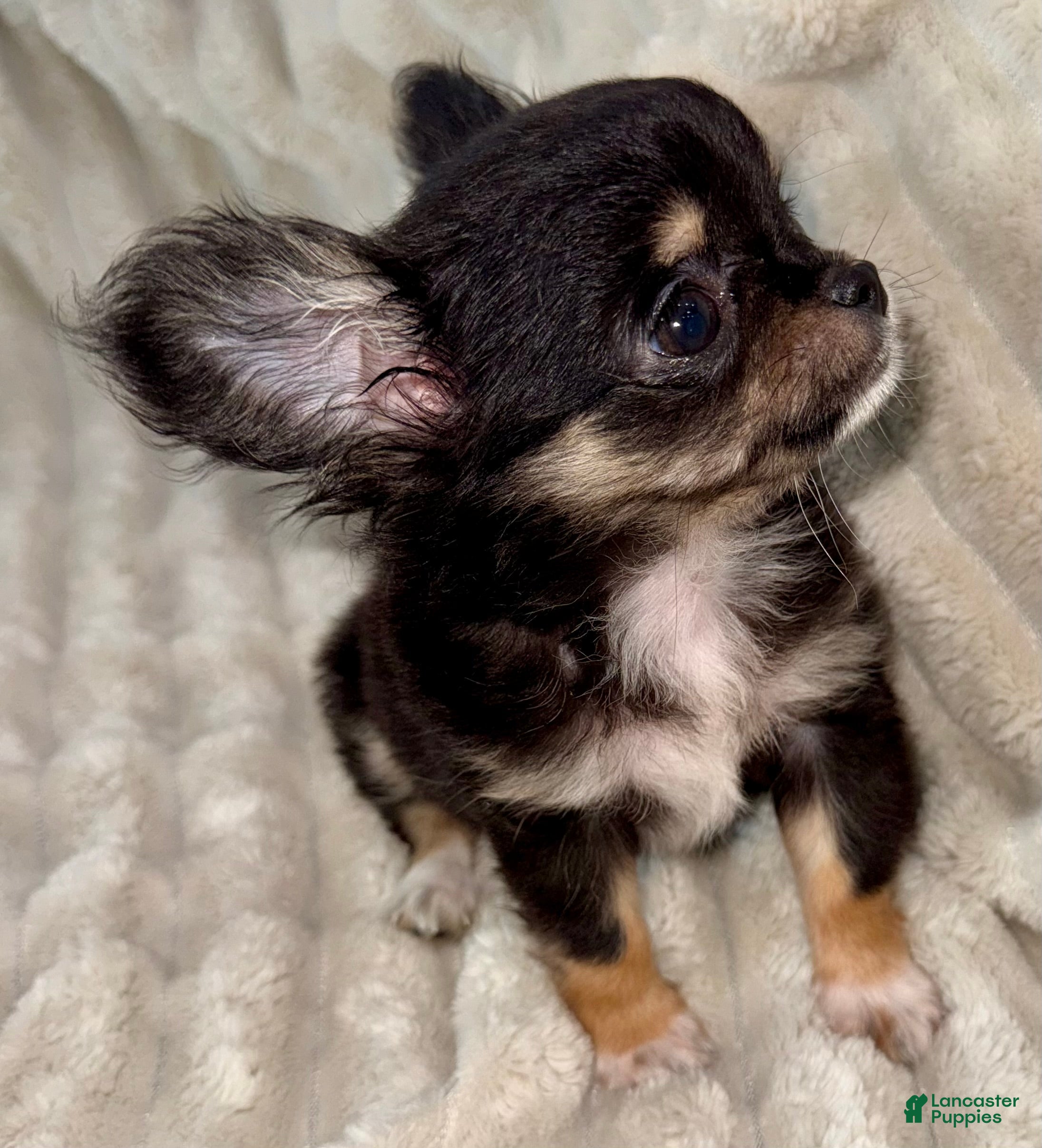 Chihuahua dogs Teacup longhair Apple head - Ad 1