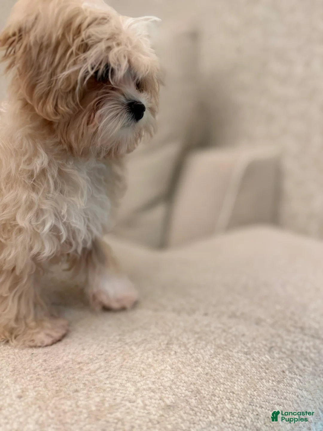 Maltipoo dogs for sale: Maltipoo 1 - Ad 6
