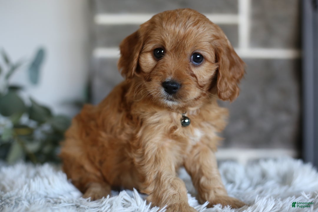 Cavapoo dogs for sale: Mochi - Ad 14