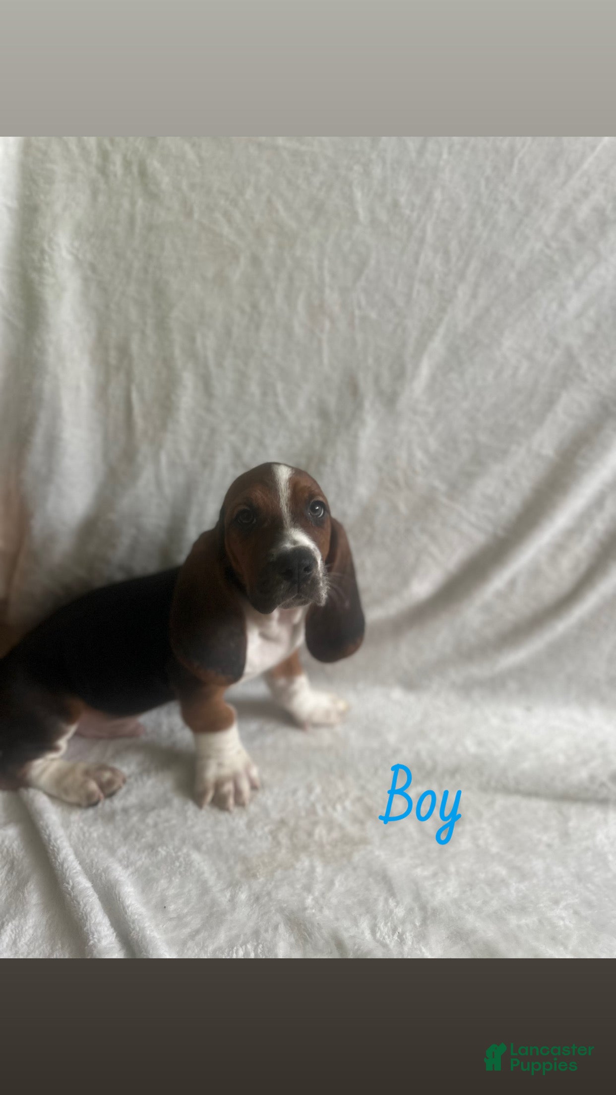 Basset Hound dogs Basset Hound Puppy 7 - Ad 6