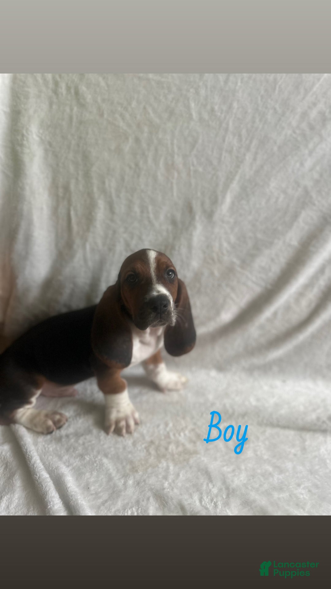 Basset Hound dogs for sale: Basset Hound Puppy 7 - Ad 1