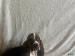 Basset Hound dogs Basset Hound Puppy 7 - Ad 6