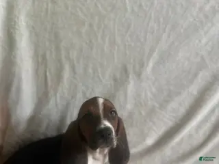 Basset Hound dogs Basset Hound Puppy 7 - Ad 24