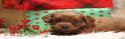 Cavapoo dogs for sale: Patty - Ad 3
