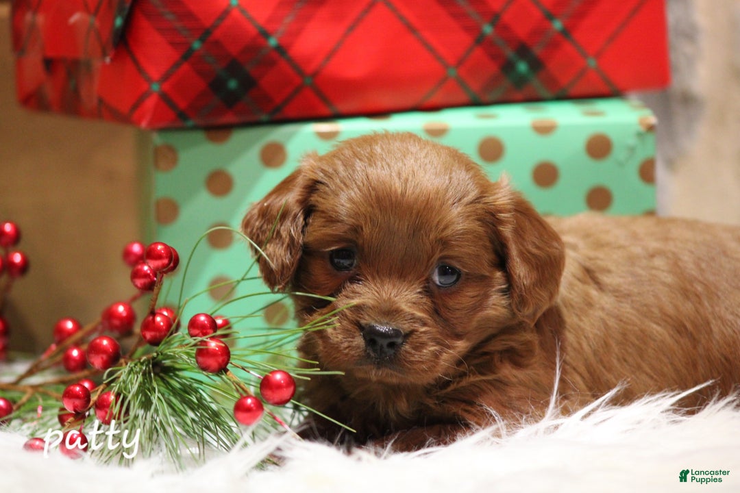 Cavapoo dogs for sale: Patty - Ad 3