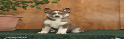 Siberian Husky dogs for sale: Acadia - Ad 3