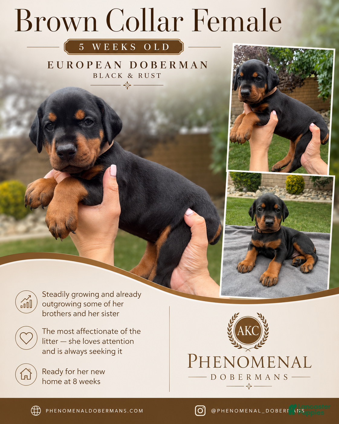 Doberman Pinscher dogs Brown Collar  - Ad 1