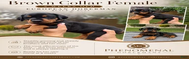 Brown Collar 