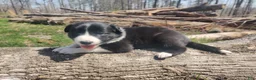 Border Collie dogs for sale: Midnight - Ad 1