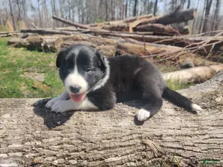 Border Collie dogs Midnight - Ad 29