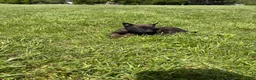 Belgian Malinois dogs for sale: Pittsburgh  - Ad 8