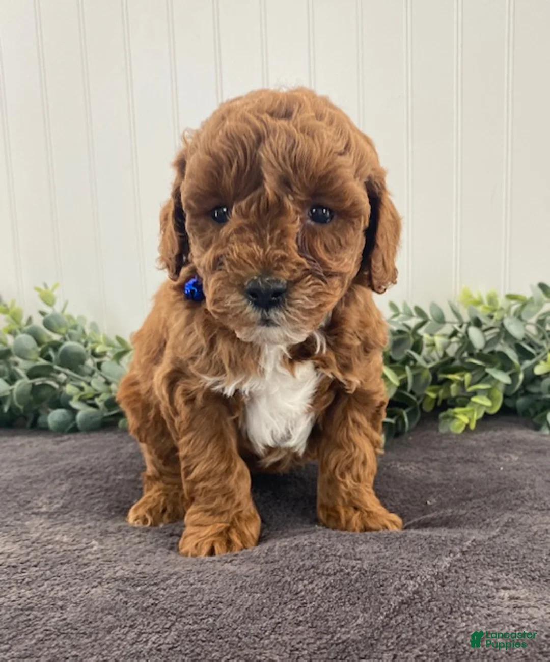 Miniature Poodle dogs for sale: Gus - Ad 4