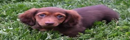 Miniature Dachshund dogs for sale: AKC Deon - Ad 6