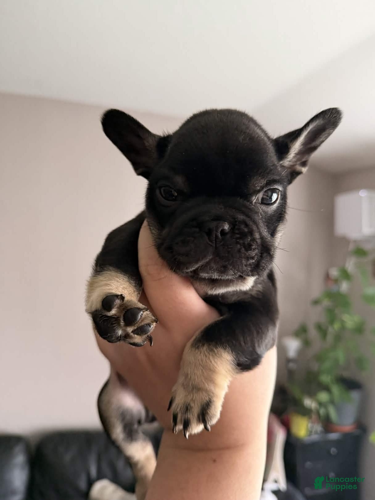 French Bulldog dogs Biggy - Ad 5