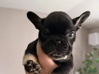 French Bulldog dogs Biggy - Ad 5
