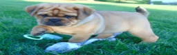 Mixed Breed dogs for sale: Angela  - Ad 4