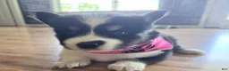 Pomsky dogs for sale: Tanya - Ad 2
