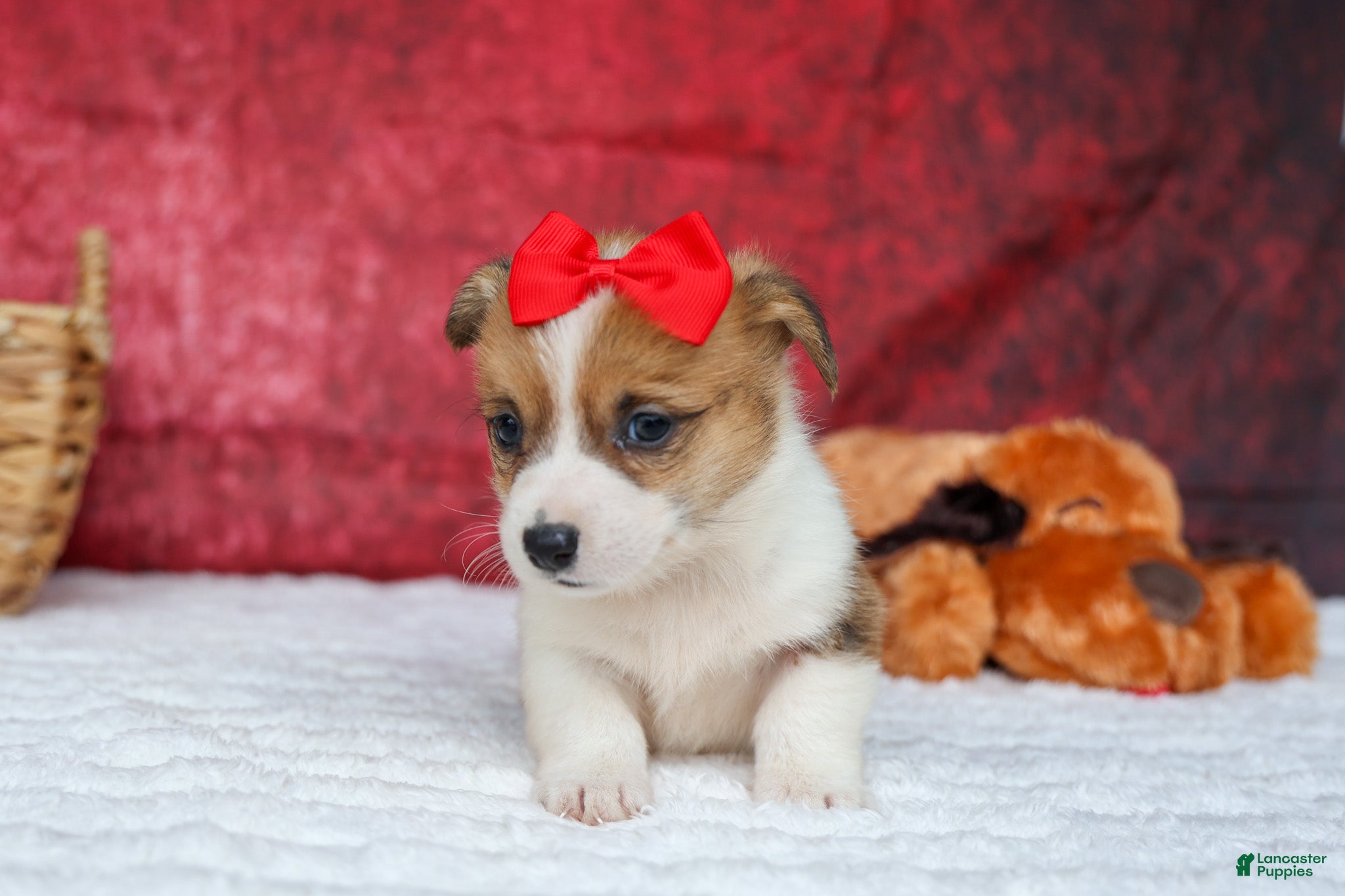 Welsh Corgi Pembroke dogs   Arlo💙 - Ad 2