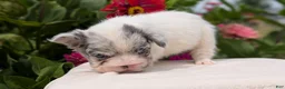 French Bulldog dogs for sale: Scout - Ad 7