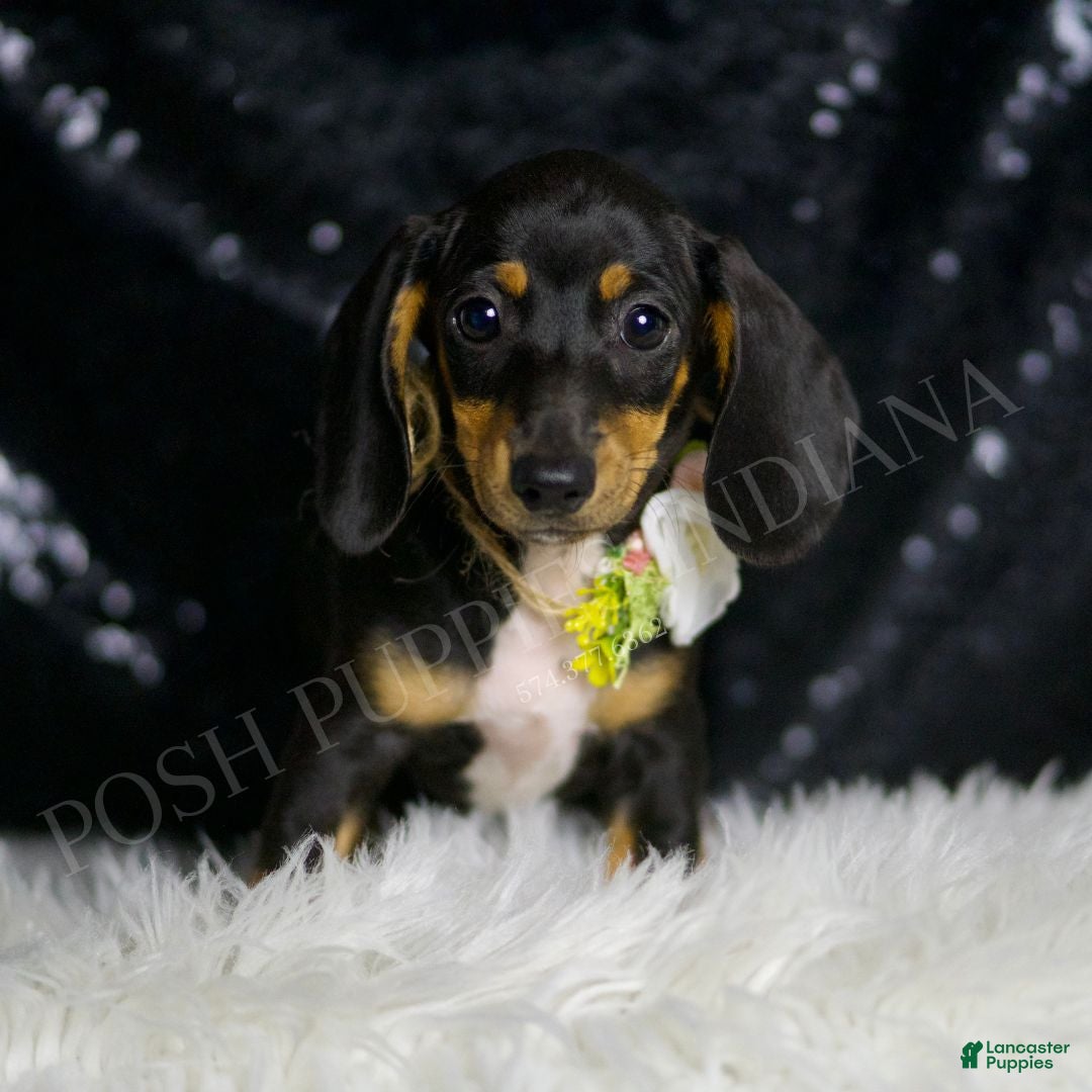 Dallas Craigslist Great Dane Puppies Near Me Craigslist Mountain