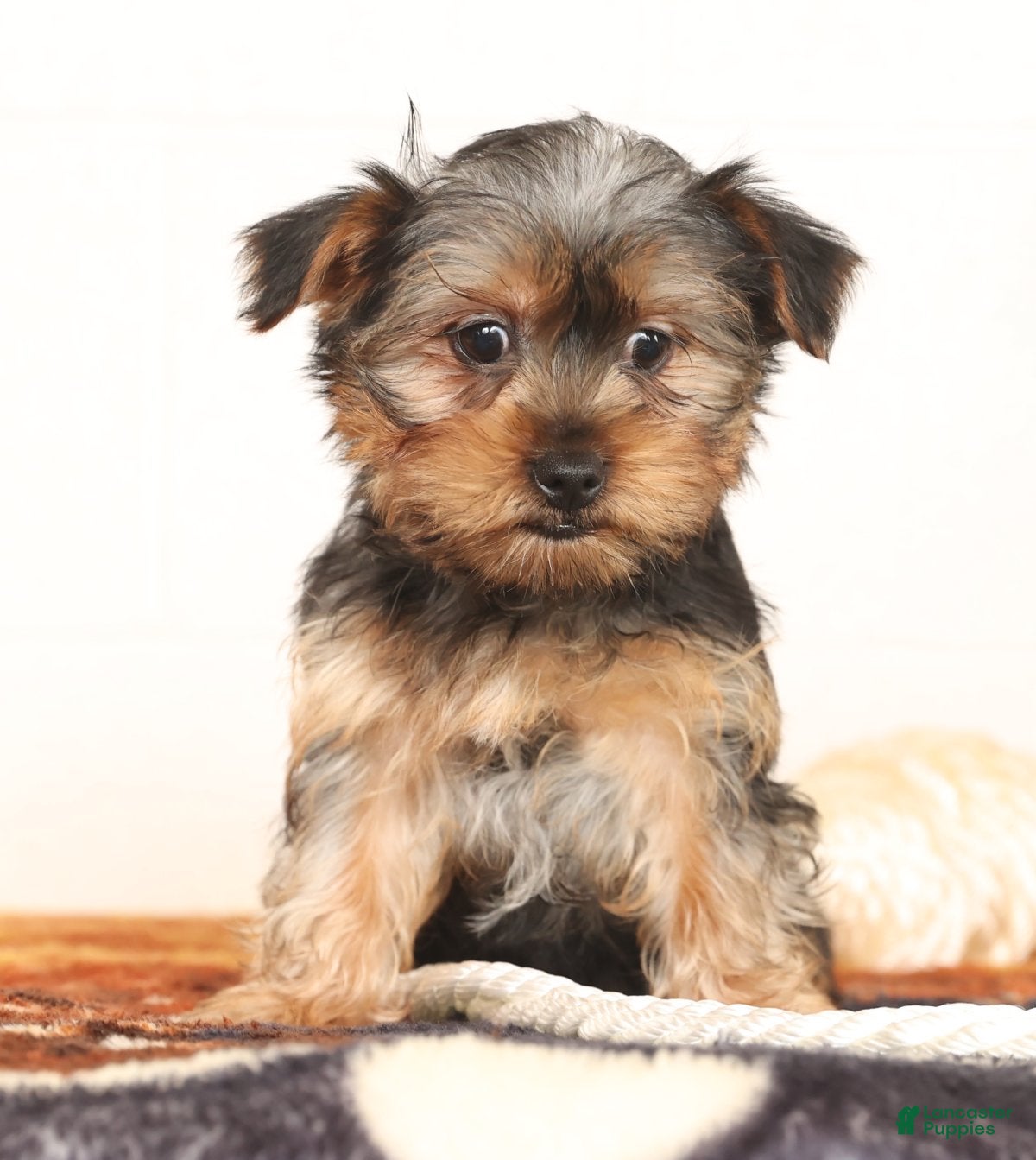 Yorkshire Terrier dogs Bowie - Ad 2