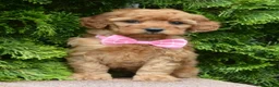 Mini Goldendoodle dogs for sale: Mini Gabby - Ad 17