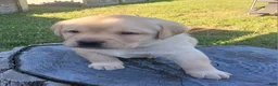 Labrador Retriever dogs for sale: Legend  - Ad 14