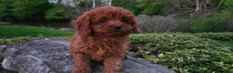 Cavapoo dogs for sale: Hope - Ad 21