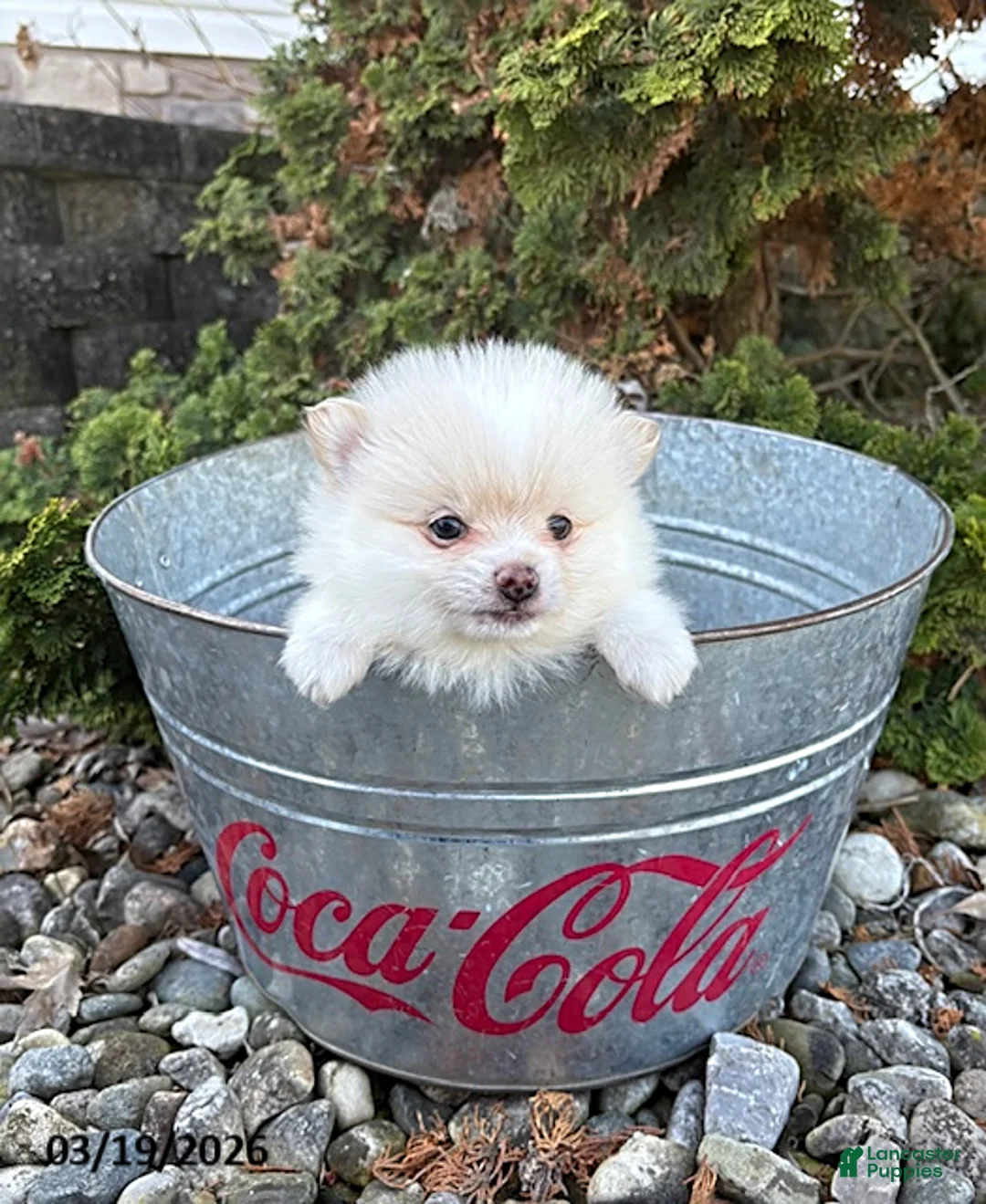 Pomeranian dogs for sale: Zeppelin - Ad 3