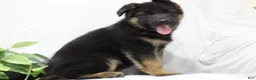 German Shepherd dogs for sale: Elsa  - Ad 5