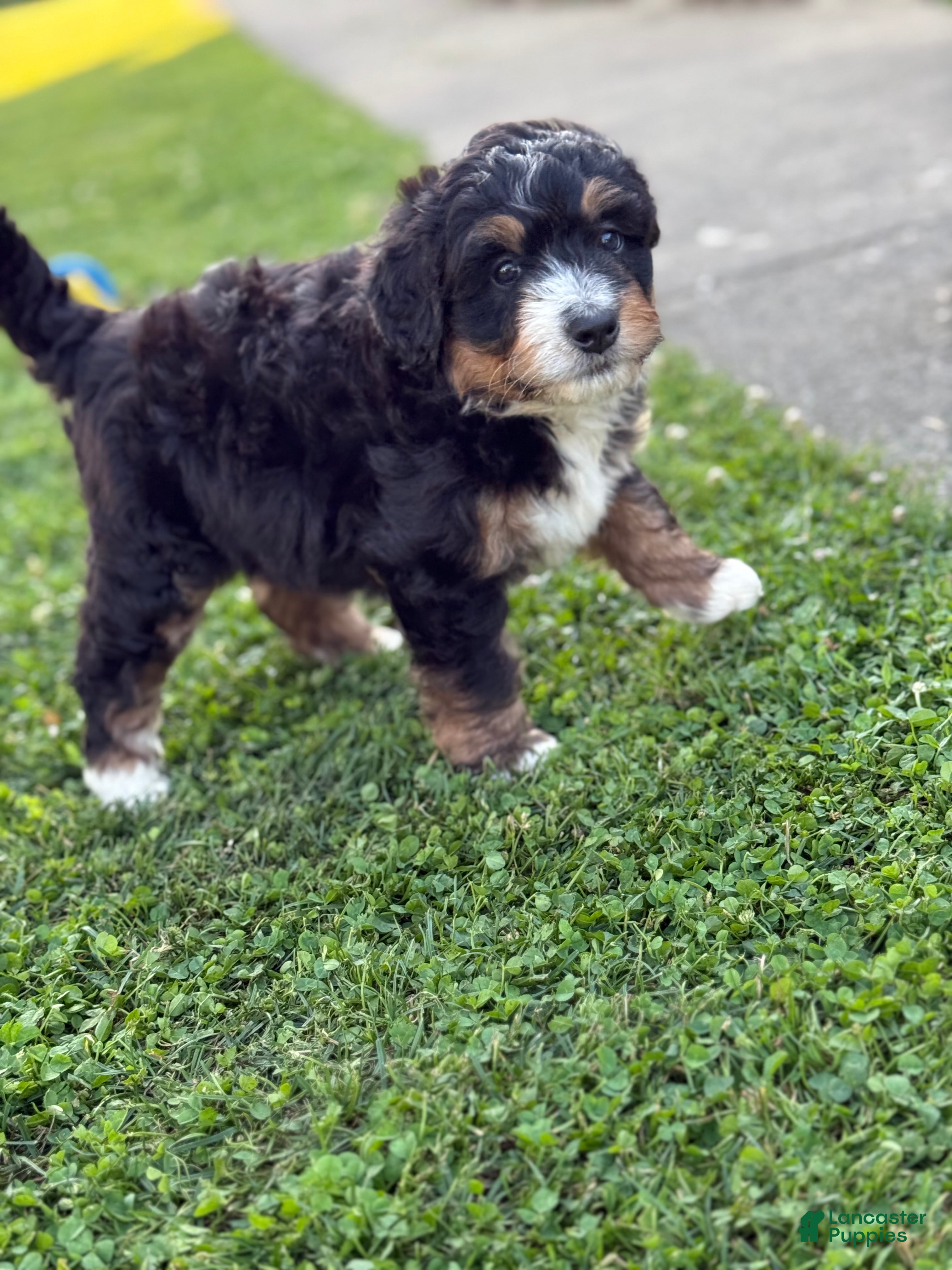 Mini Bernedoodle dogs Trek - Ad 2