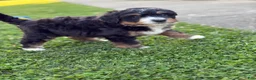 Mini Bernedoodle dogs for sale: Trek - Ad 2